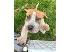 Adopt Pigpen $475 a Labrador Retriever, Boxer