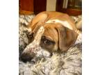 Adopt Pigpen $475 a Labrador Retriever, Boxer