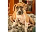 Adopt Schroeder $475 a Labrador Retriever, Boxer