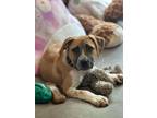 Adopt Schroeder $475 a Labrador Retriever, Boxer