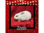 Adopt Zozo LOUISVILLE a Lionhead