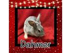Adopt Dahmer a Bunny Rabbit