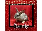 Adopt Bundy a Bunny Rabbit