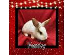 Adopt Fenty LOUISVILLE a Lionhead