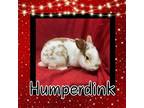 Adopt Humperdink a Lionhead