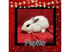 Adopt Pepito LOUISVILLE a Lionhead