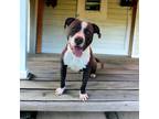 Adopt Brewster a Pit Bull Terrier
