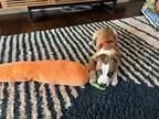 Adopt Leaf (Daisy's Litter) a American Staffordshire Terrier, Labrador Retriever