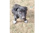 Adopt Slim Shady a Border Collie, Labrador Retriever