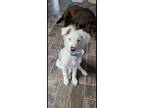 Adopt Albi a Australian Shepherd