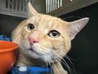 Adopt Brian Jr a Domestic Short Hair