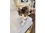 Adopt Stitch a Domestic Medium Hair