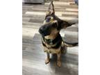 Adopt Milton 3111 a German Shepherd Dog