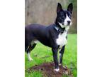 Adopt Rocco a Husky, Labrador Retriever