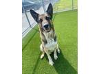 Adopt RANDY a German Shepherd Dog