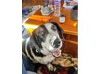 Adopt Roscoe a Basset Hound, Border Collie