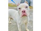 Adopt Toffee a American Staffordshire Terrier