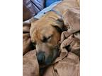 Adopt Billy A161827 a Mastiff