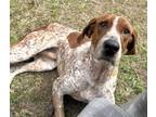 Adopt Rusty/Jack a Hound, Mixed Breed