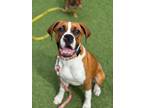 Adopt Lenny a Boxer