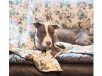 Adopt Ant a American Staffordshire Terrier