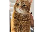 Adopt Patrick a Domestic Short Hair