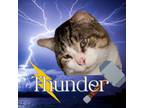 Adopt Thunder a Domestic Short Hair