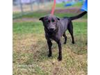 Adopt Damien a Black Labrador Retriever