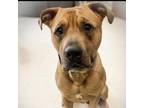 Adopt Tyrone a Mixed Breed