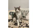 Adopt Luey a Domestic Short Hair