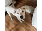 Adopt Casper a Pointer, Jack Russell Terrier