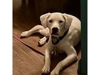 Adopt Casper a Pointer, Jack Russell Terrier
