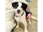 Adopt Bailey (Brownie) a Pointer, Jack Russell Terrier