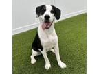 Adopt Bailey (Brownie) a Pointer, Jack Russell Terrier