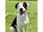 Adopt ZeeZee a Pointer, Jack Russell Terrier