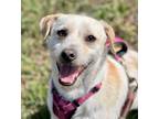 Adopt Wesson a Terrier, Parson Russell Terrier