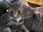 Adopt Apollo a Tabby