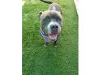 Adopt Boulder a American Staffordshire Terrier