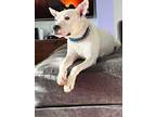 Adopt Torchy a American Staffordshire Terrier