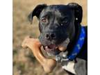 Adopt Choco Rocco a Terrier, Black Labrador Retriever