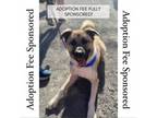 Adopt Milo a Shepherd