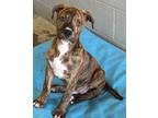 Adopt Bodhi a Pit Bull Terrier, Mixed Breed