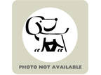 Adopt Thor a Labrador Retriever, Mixed Breed