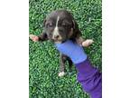 Adopt 55412517 a Pit Bull Terrier, Labrador Retriever
