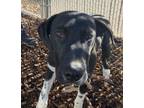 Adopt Chief a Catahoula Leopard Dog, Pit Bull Terrier