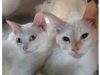 Adopt Lani & Nani a Siamese