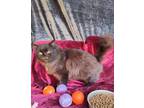 Adopt Foxie a Persian