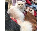 Adopt Milo a Persian