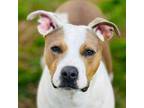 Adopt Obie a Boxer, American Staffordshire Terrier