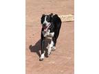 Adopt Maxwell a Australian Cattle Dog / Blue Heeler, Carolina Dog